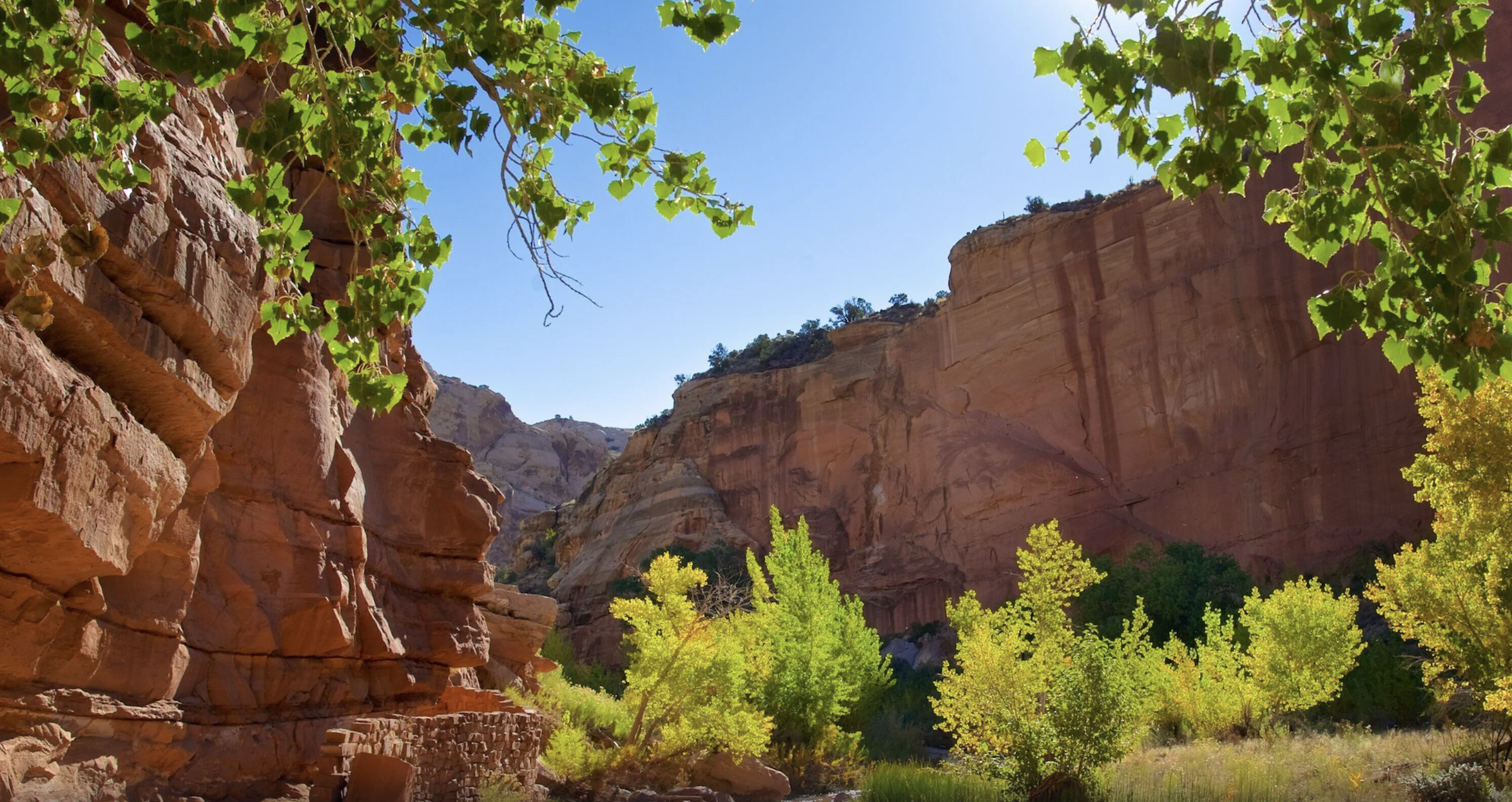 A red rock canyon framed by cottonwood leaves with golden fall foliage along the canyon floor in Capitol Reef National Park