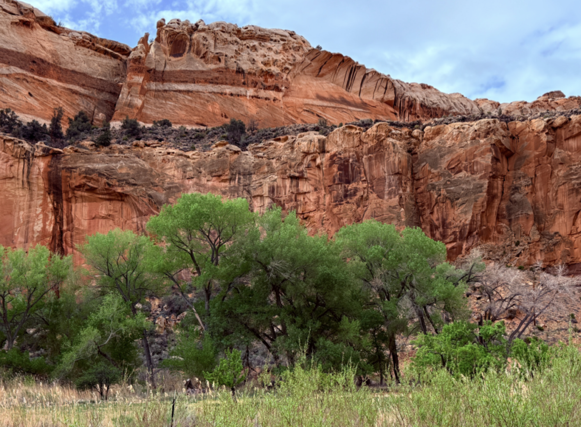 A tall red sandstone cliff wall rising above a meadow of cottonwoods and tall grass in Capitol Reef National Park