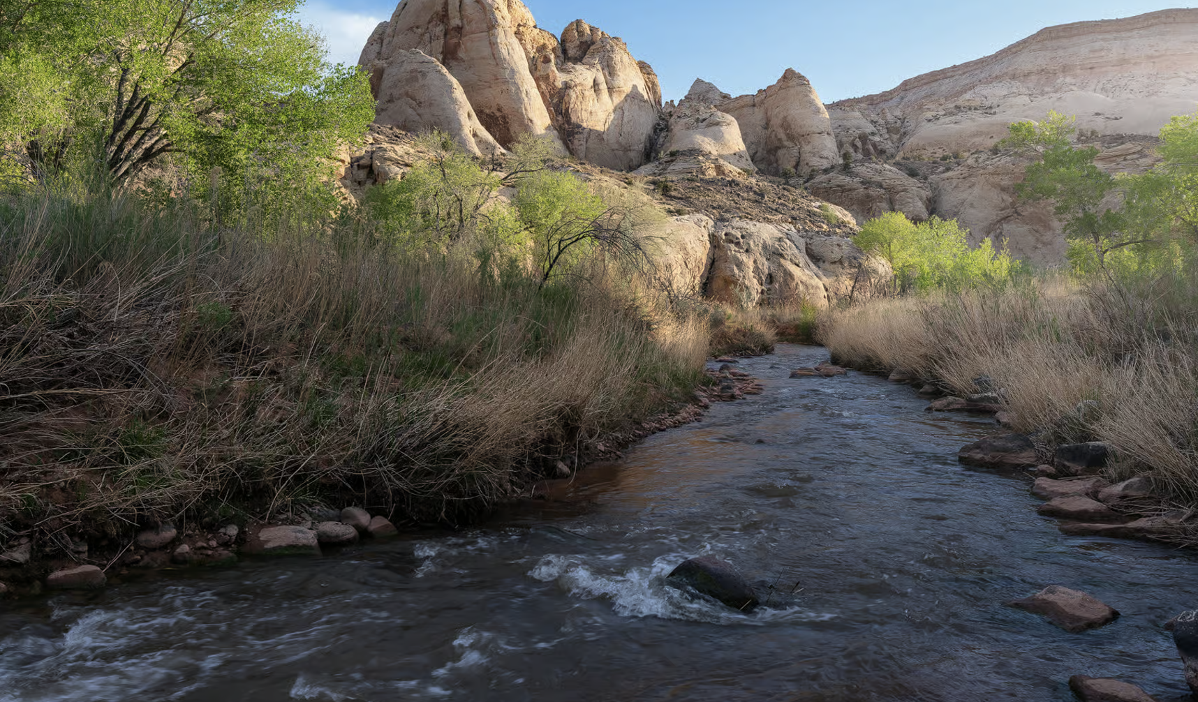 A rocky stream lined with cottonwoods below pale sandstone domes in Capitol Reef National Park