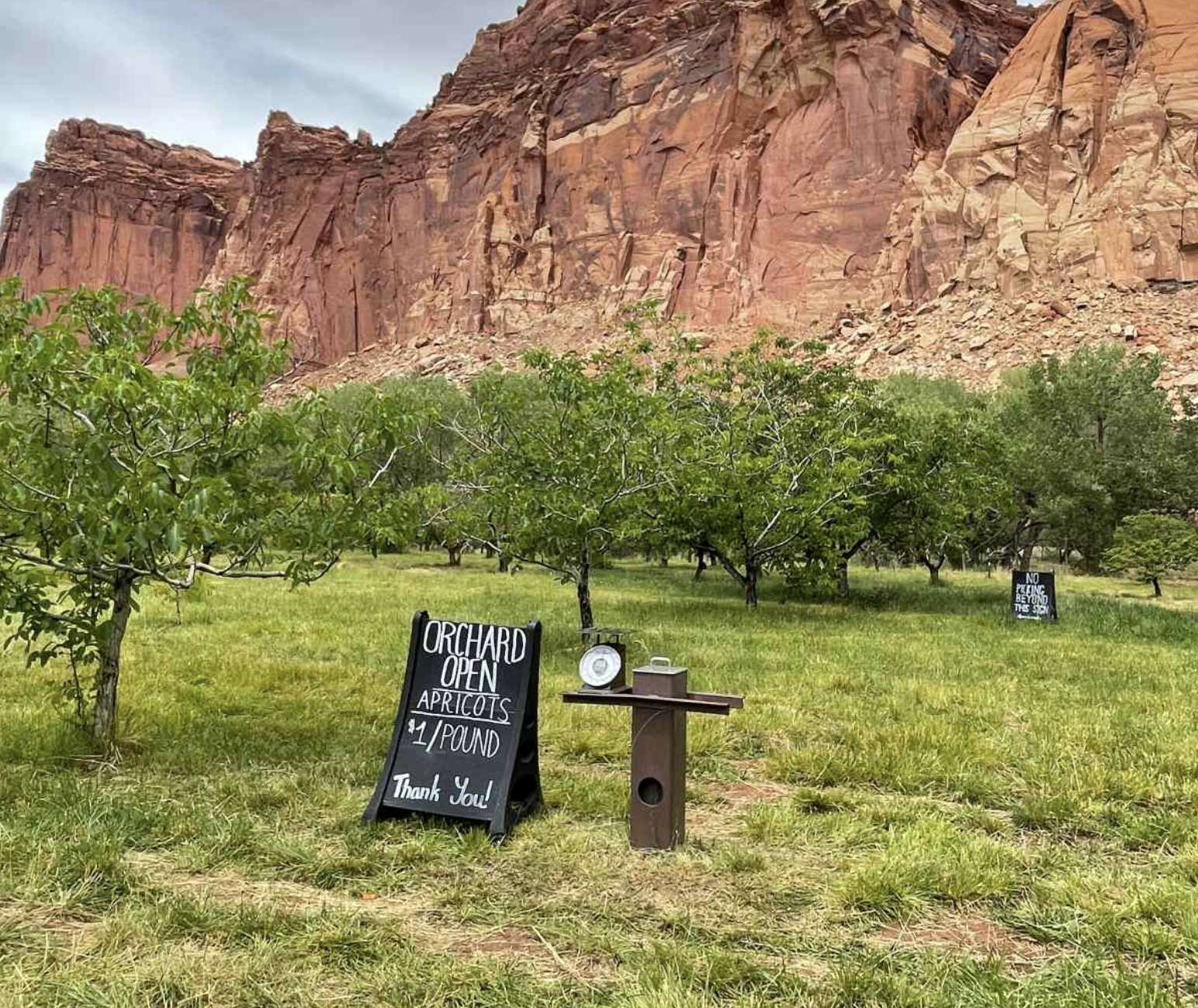 A hand lettered Orchard Open sign advertising apricots at one dollar a pound beside a self pay scale in the Fruita orchards