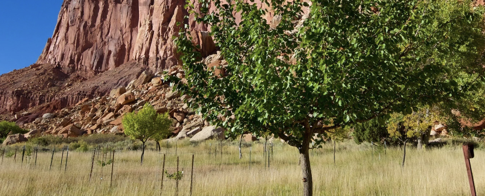 A young fruit tree inside deer fencing in the Fruita orchards below red Wingate sandstone cliffs in Capitol Reef National Park