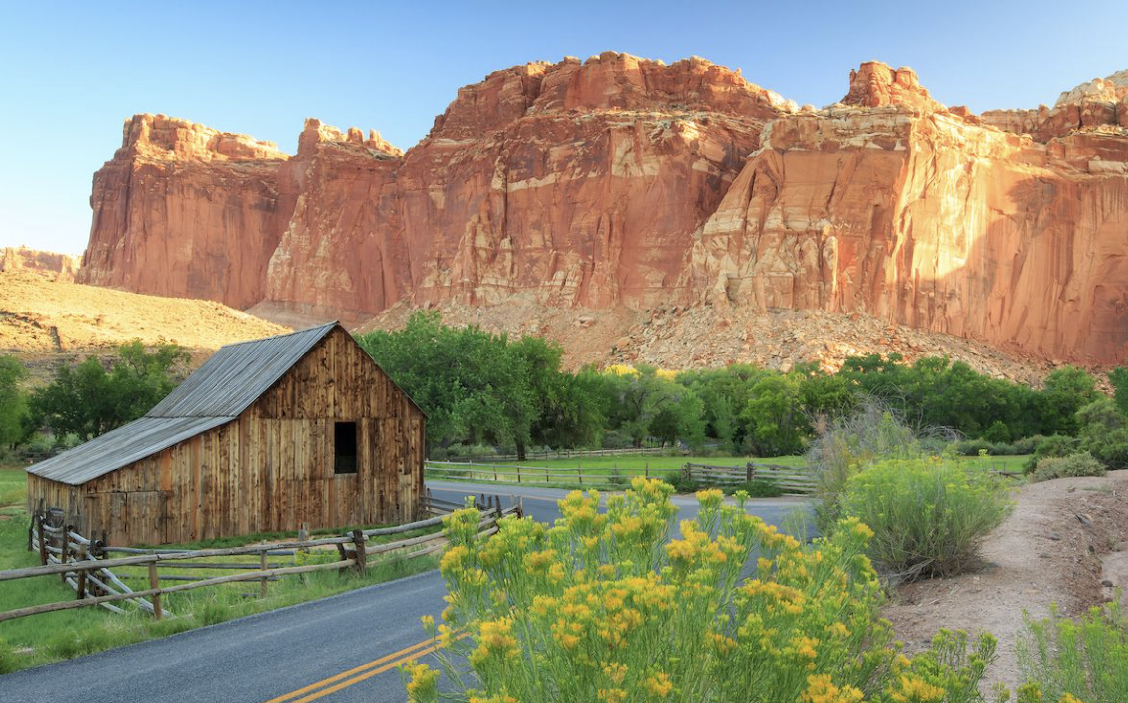 A weathered wooden barn beside a road with red cliffs behind and yellow rabbitbrush blooming in the foreground in Capitol Reef National Park