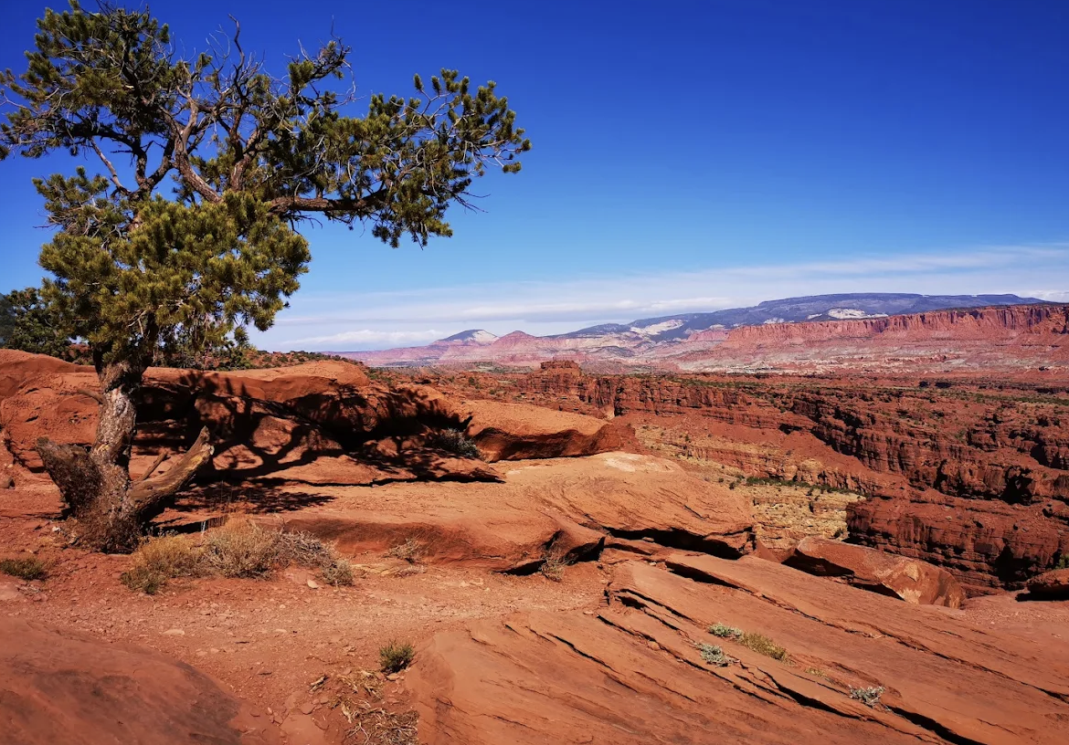 A wind bent juniper tree on a red rock ledge overlooking a deep canyon with a distant plateau in Capitol Reef National Park