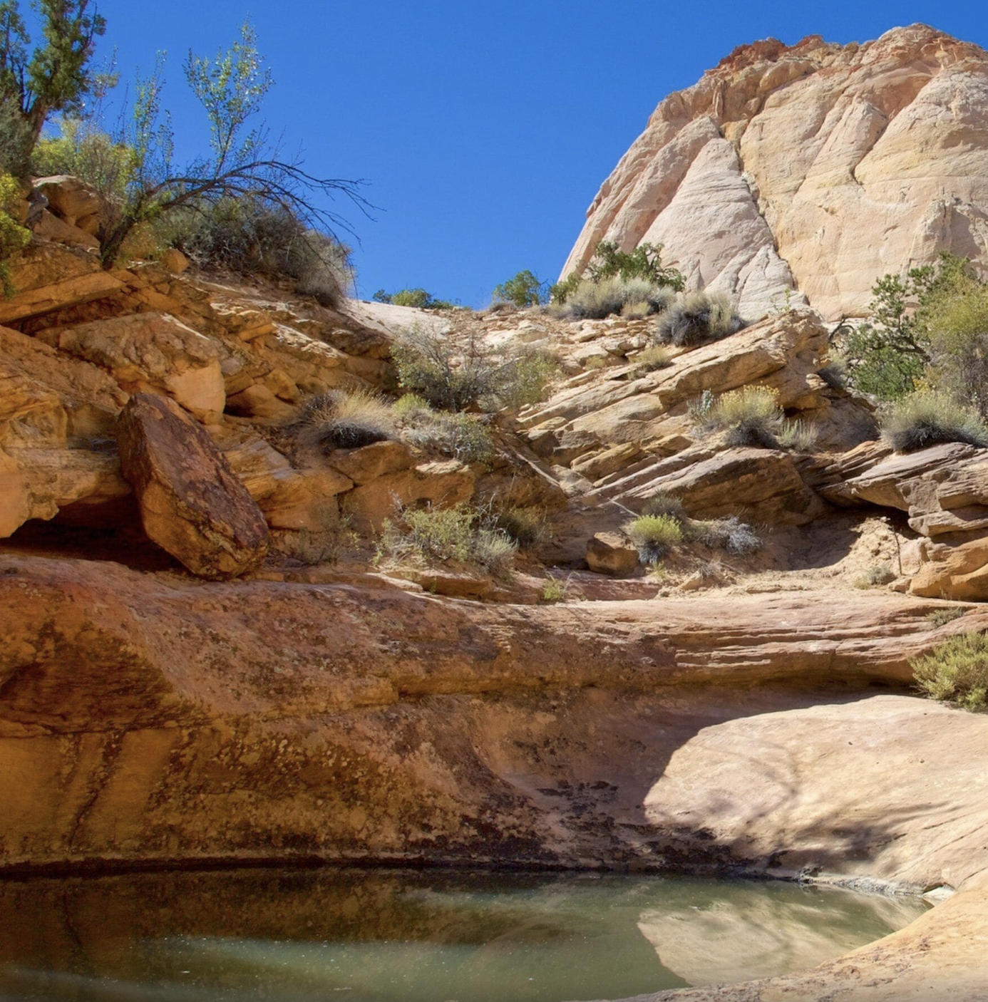 A shaded waterpocket pool of still green water tucked beneath sandstone cliffs in Capitol Reef National Park