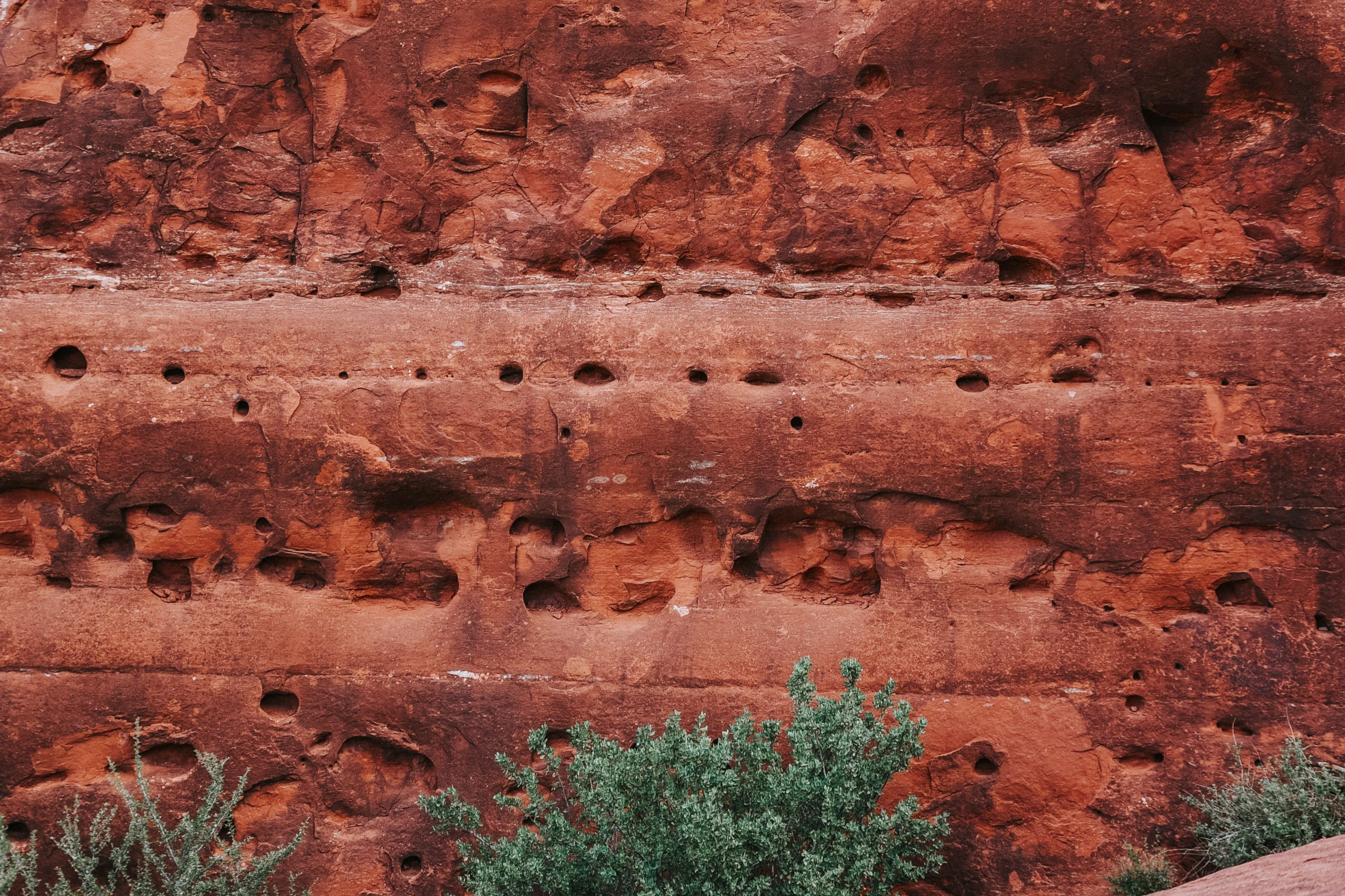 Close up of a banded red sandstone wall with rows of weathered pockets and a green shrub at its base
